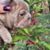 Isaac | French Bulldog - Image 3
