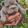 Isaac | French Bulldog - Image 5
