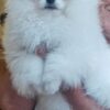 Jaromir | Pomeranian