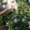 Jaromir | Pomeranian - Image 4