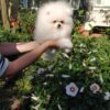 Jaromir | Pomeranian - Image 5