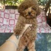 Klive | Toy Poodle