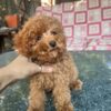 Klive | Toy Poodle - Image 3