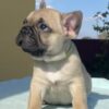 Leo | French Bulldog