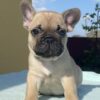 Leo | French Bulldog - Image 3
