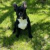 Lira | French Bulldog - Image 4