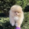 Lola | Pomeranian