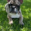 Lola | French Bulldog - Image 3