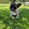 Lola | French Bulldog