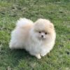 Lola | Pomeranian - Image 3