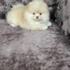 Lola | Pomeranian - Image 5