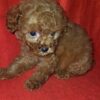 Lorancy | Toy Poodle - Image 3
