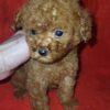 Lorancy | Toy Poodle - Image 4