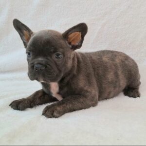 French Bulldog