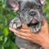 Mark | French Bulldog