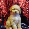 Marra | Toy Poodle - Image 3