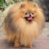 Mars | Pomeranian - Image 2