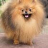 Mars | Pomeranian - Image 3