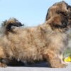 Matt | Shih Tzu - Image 2