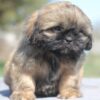 Matt | Shih Tzu