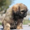 Matt | Shih Tzu - Image 5
