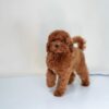 Nesquik | Toy Poodle - Image 3