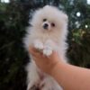 Petunia | Pomeranian