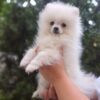 Petunia | Pomeranian - Image 3