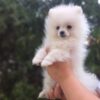 Petunia | Pomeranian - Image 4