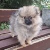 Phil | Pomeranian - Image 2