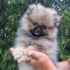 Phil | Pomeranian