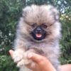 Phil | Pomeranian - Image 4