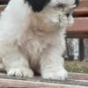 Piter | Shih Tzu
