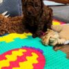 Pluto | Toy Poodle