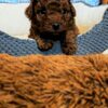 Pluto | Toy Poodle - Image 4
