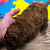 Pluto | Toy Poodle - Image 5