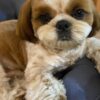 Prince | Shih Tzu - Image 3