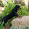 Quaxus | Rottweiler - Image 2