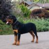Quaxus | Rottweiler - Image 3