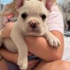 Reggie | French Bulldog - Image 2