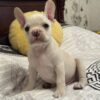 Reggie | French Bulldog
