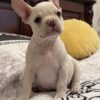 Reggie | French Bulldog - Image 3