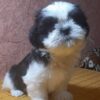 Samita | Shih Tzu