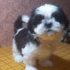 Samita | Shih Tzu - Image 2