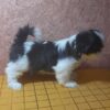 Samita | Shih Tzu - Image 3