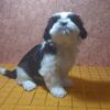 Samita | Shih Tzu - Image 5