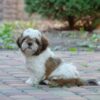 Sherlok | Shih Tzu