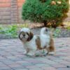 Sherlok | Shih Tzu - Image 5