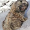 Tiger | Shih Tzu - Image 4