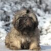 Tiger | Shih Tzu - Image 3